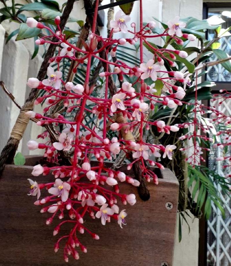 medinilla speciosa flower and plant