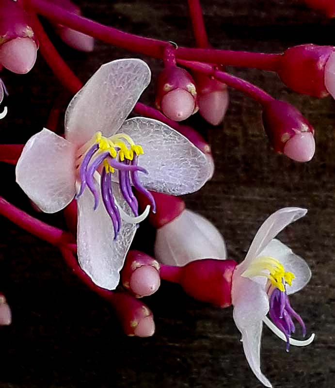 the dainty  small flower of medinilla speciosa