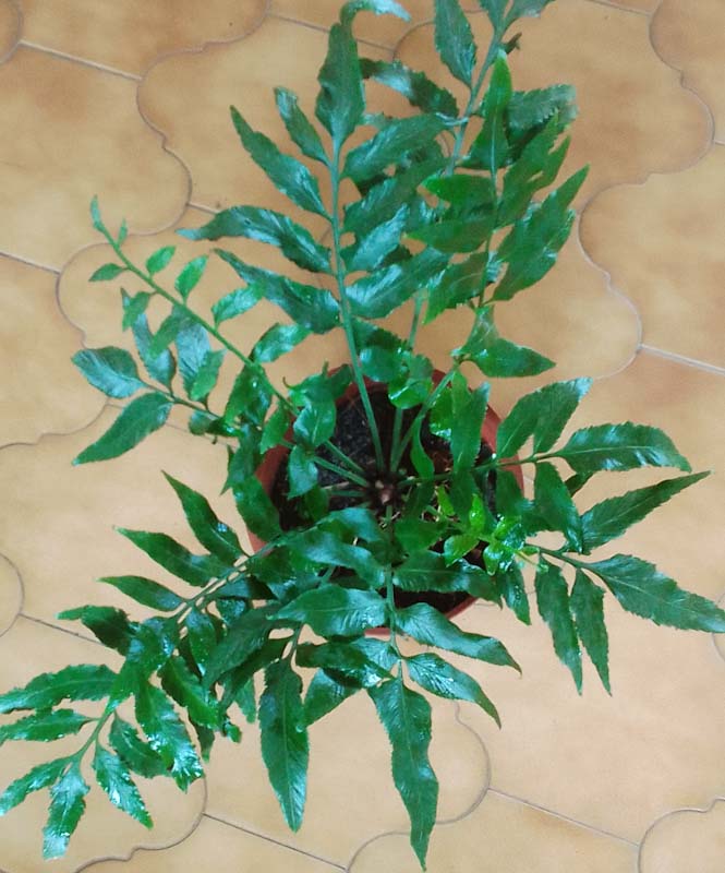 Asplenium prionitis