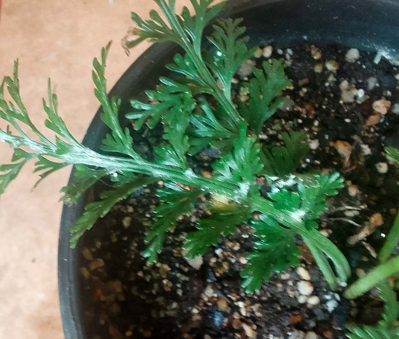 asplenium rutifolium mealy bug infestation