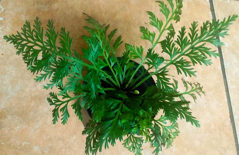 young Asplenium rutifolium fern