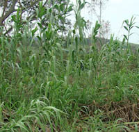arundo_donax
