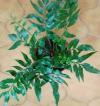 Asplenium prionitis