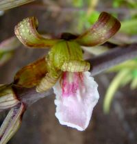 eulophia petersii icon