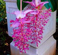 medinilla magnifica icon