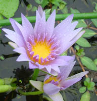 Nymphaea nouchali
