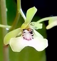 oeceoclades lonchophylla flower icon