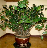 zamioculcas_zamifolia