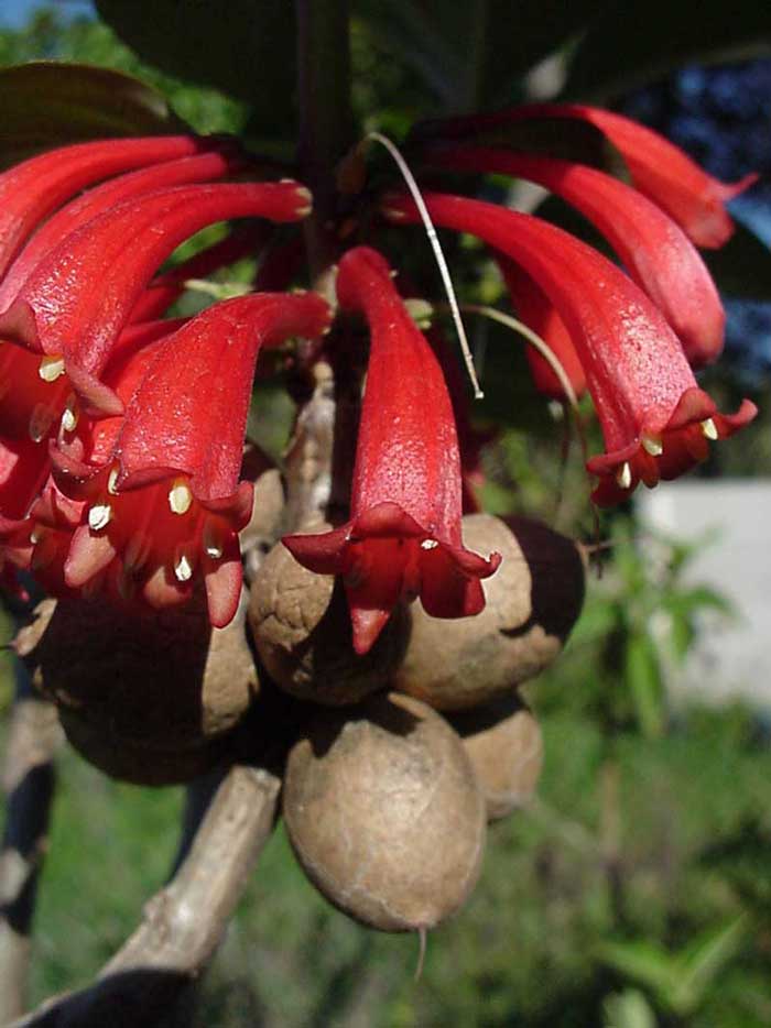 Dermatobotrys saudersii red flowers in late winter