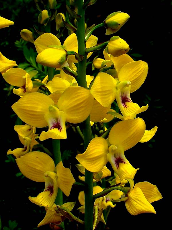 flower of eulophia speciosa