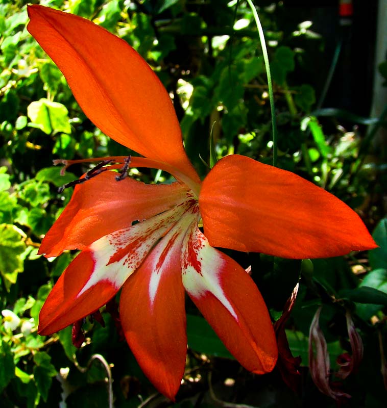 flower of Gladiolus cruentus blood red gladiolus kzn endemic