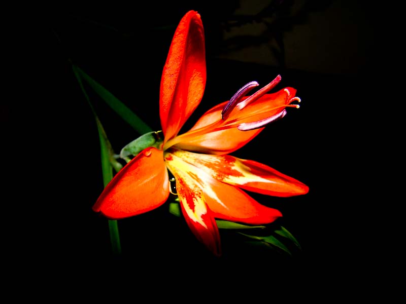 flower of gladiolus cruentis the blood flower gladiolus busy opening