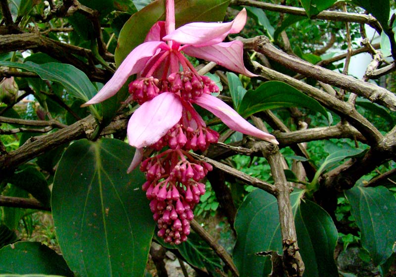 large well grown Medinilla magnifica plant