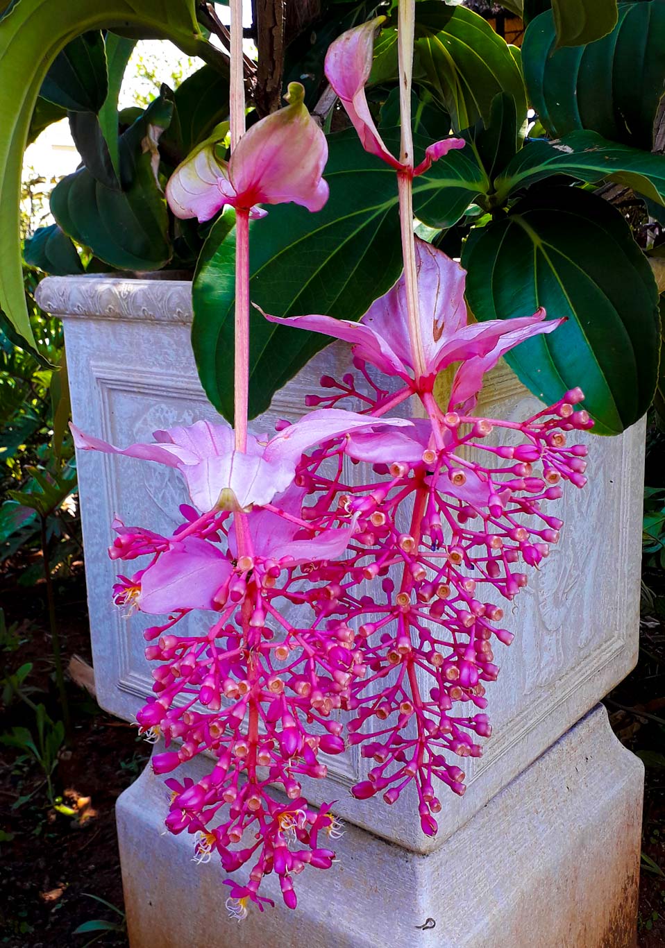 medinilla magnifica flower and plant