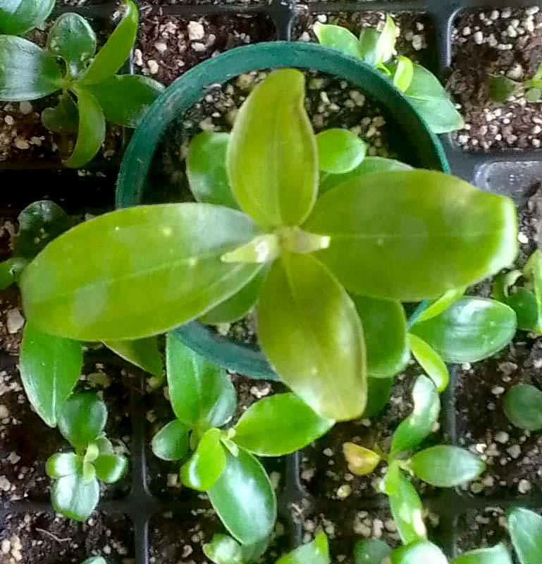 young medinilla speciosa plant growing in a small pot