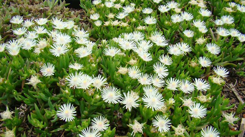 Delosperma lineare green roof durban