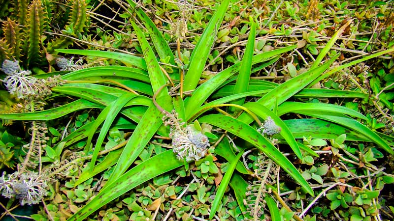 Ledebouria apertifolia green roof durban