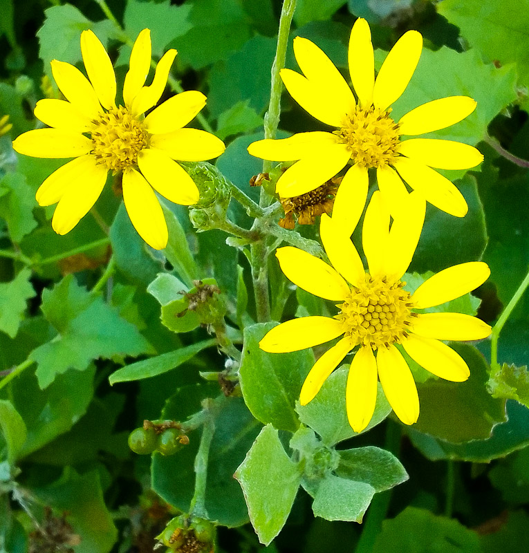 osteospermum moniliferum flower they were known as Chrysanthemoides monilifera used in coastal dune rehabilitation