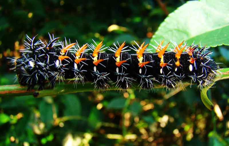 HLEM Wahlberg's Emperor Imbrasia wahlbergi caterpillar