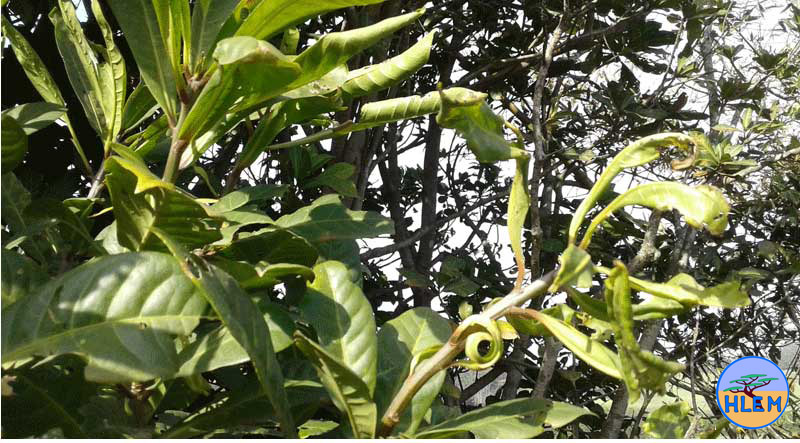 damage that has been cause to barringtonia racemose a protected tree at the umdloti river lagood by an ngo doing alien plant eradication