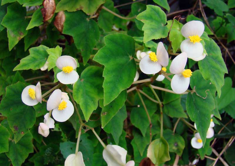 begonia homonyma mount moreland