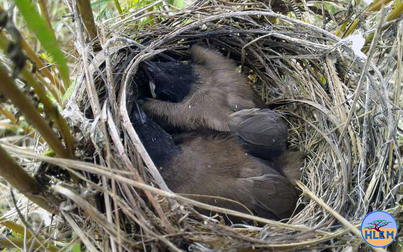 Dark-Capped Bulbul Pycnonotus tricolor chicks in their nest in weeds at Mount Moreland  Conservancy