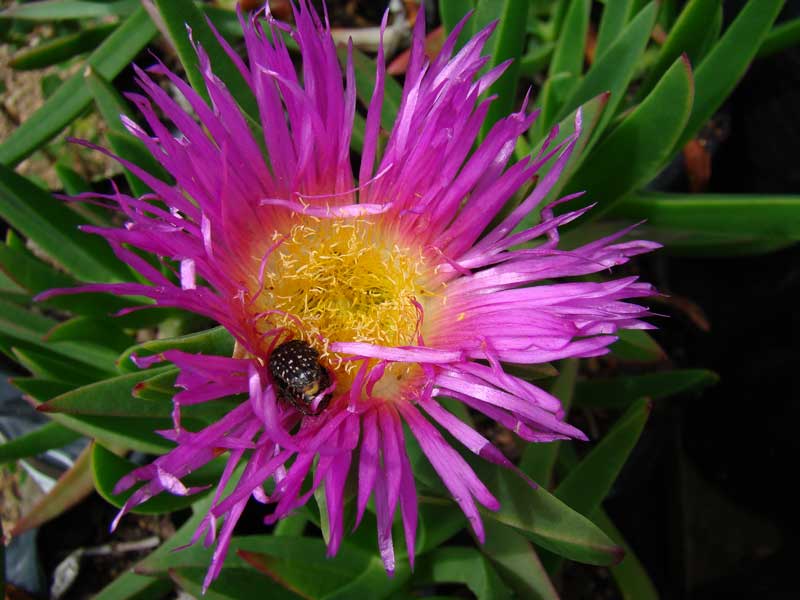 carpobrotus-dimidiatus coastal dune rehabilitation duran