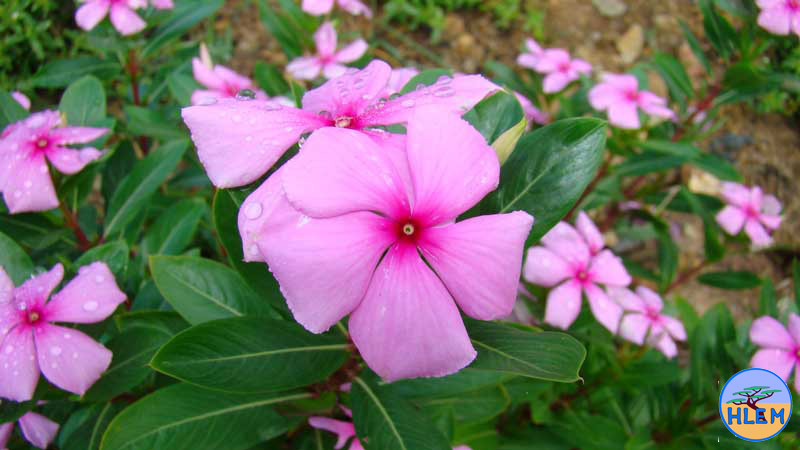 Madagascar periwinkle Catharanthus roseus NEMBA Catergory 1b alien invasive weed