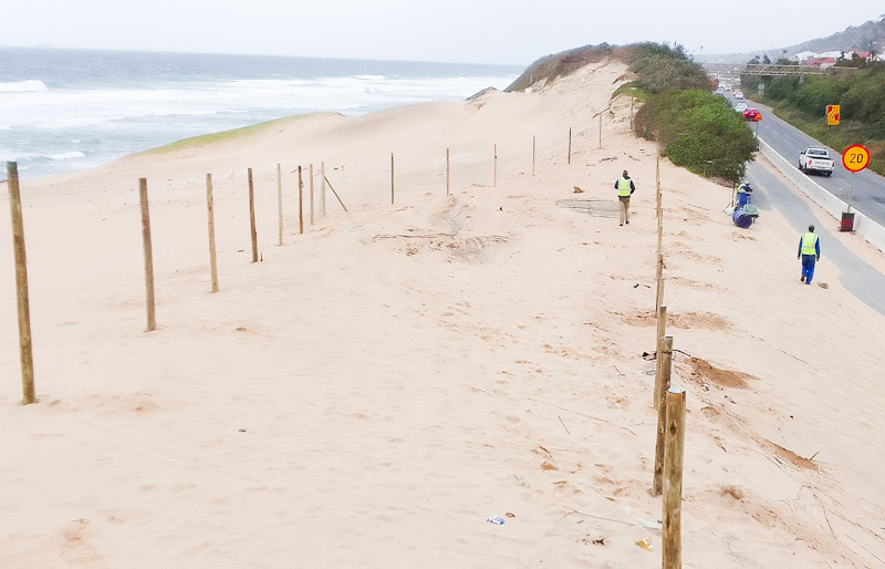 coastal dune rehabilitation Genazzano beach Tongaat erecting fencing poles
