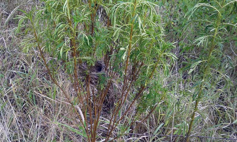 Dark-Capped Bulbul Pycnonotus tricolor nest in weeds at Mount Moreland  Conservancy