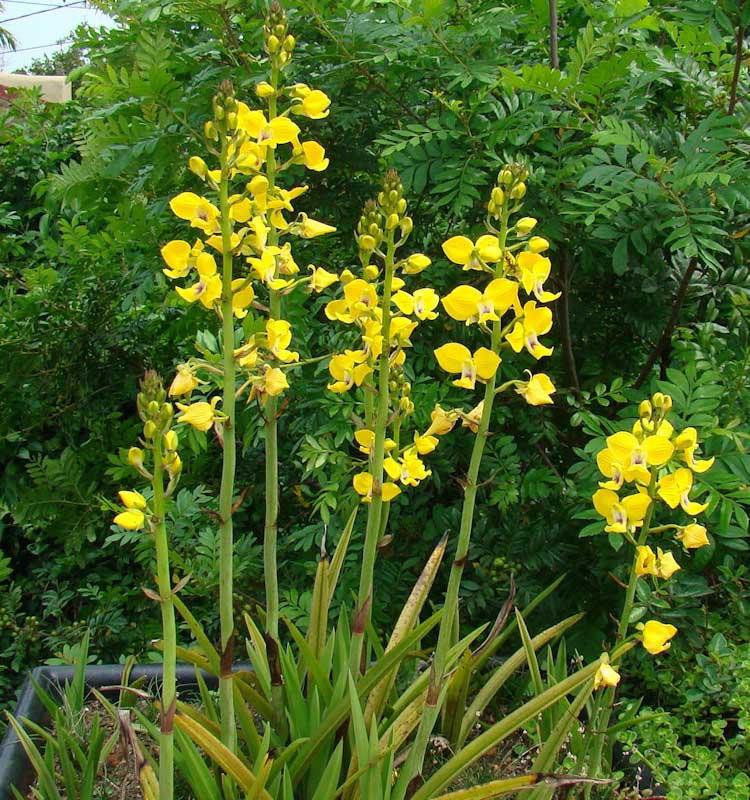 eulophia speciosa green roof durban