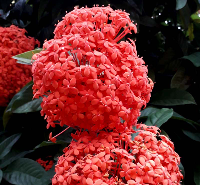 ixora coccinea being employed very effectively in this magnificent landscaped garden
