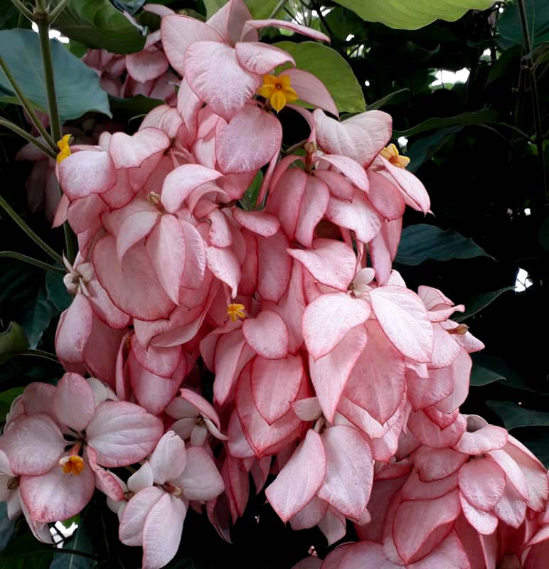 mussaenda erythrophylla Queen Sirikit growing in a magnificent landscaped small garden