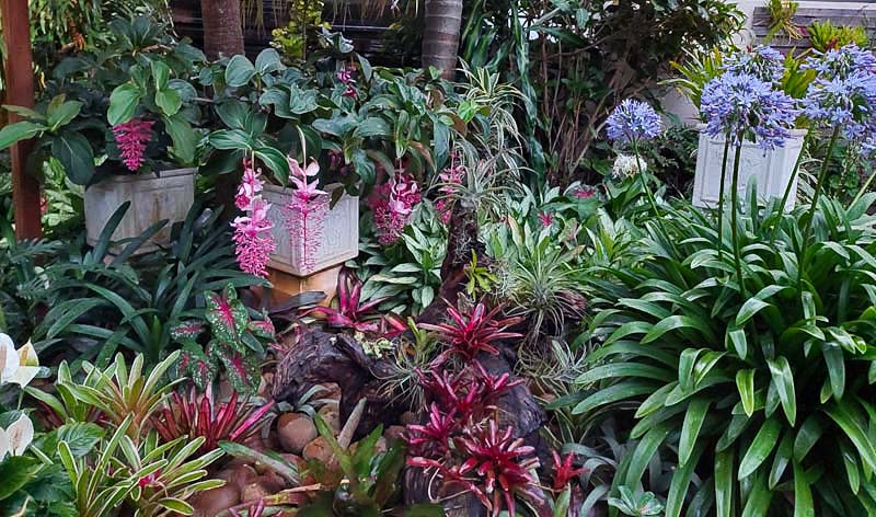 medinilla magnifica