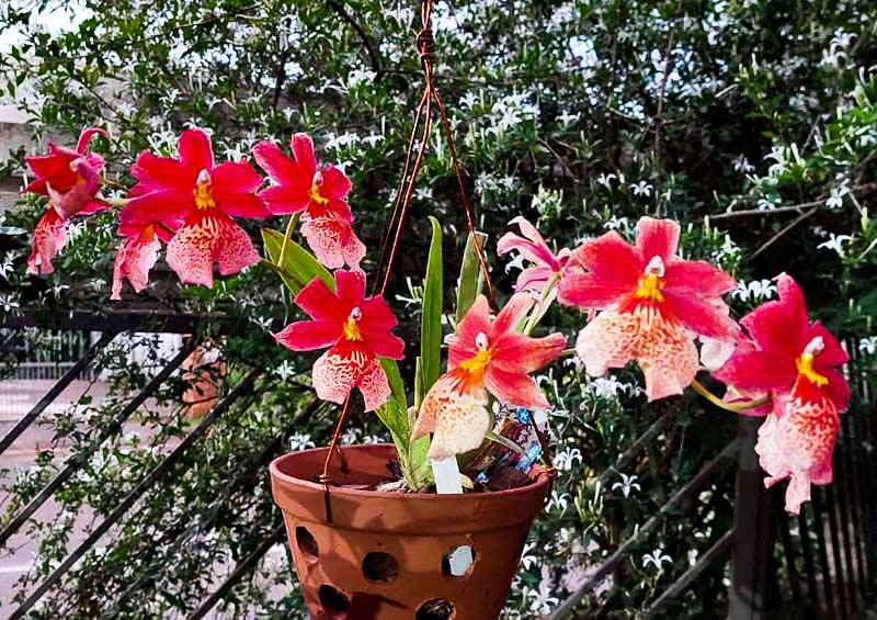 Cambria 'Nelly Isler'