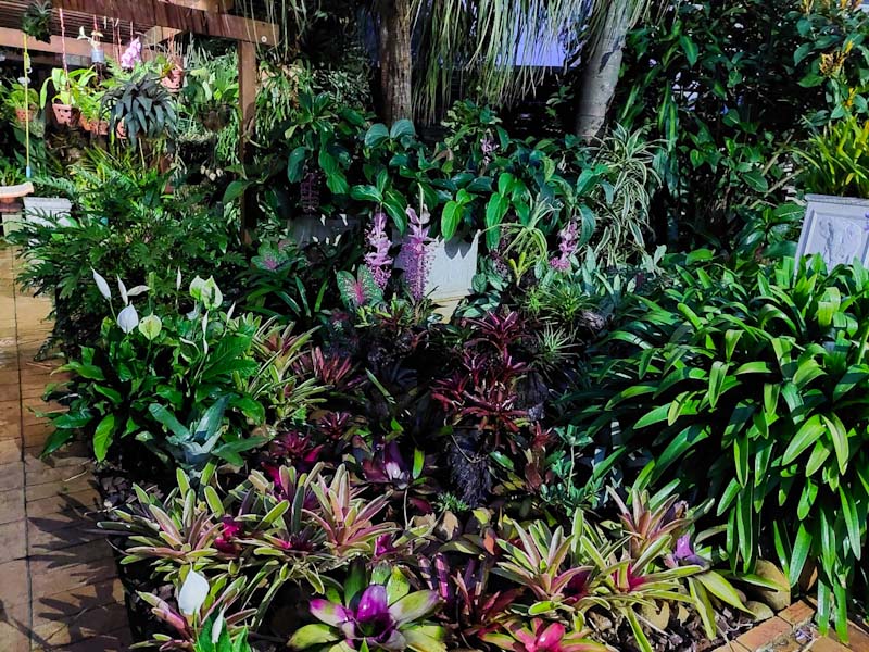 bromeliads use to great effect in this premium landscaped garden