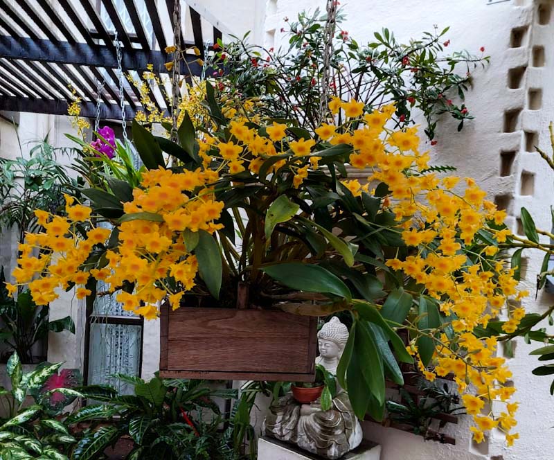 Dendrobium chrysotoxum