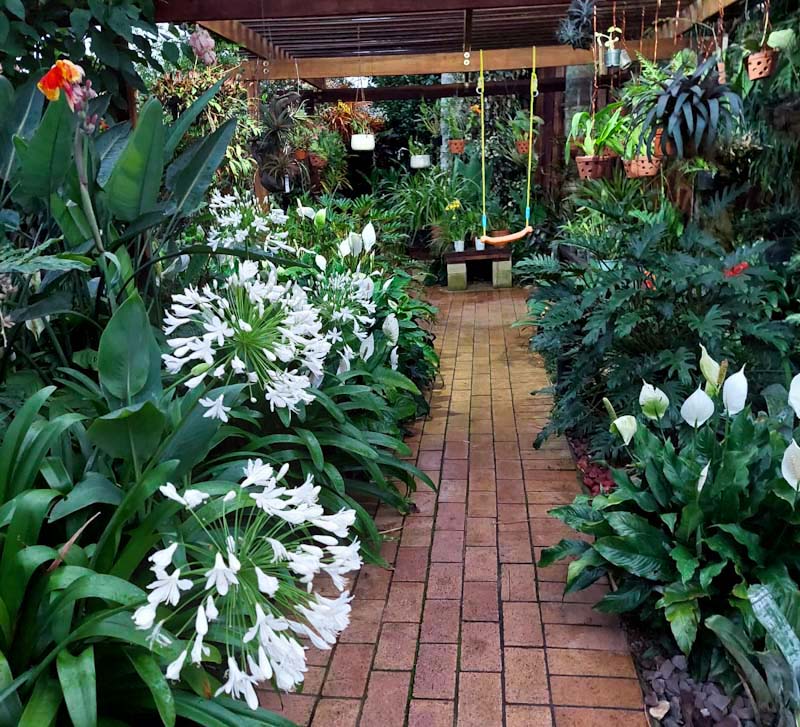 agapanthus preacox white premiun landscape garden design