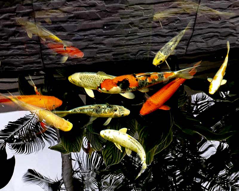 koi fish pond in landscape design