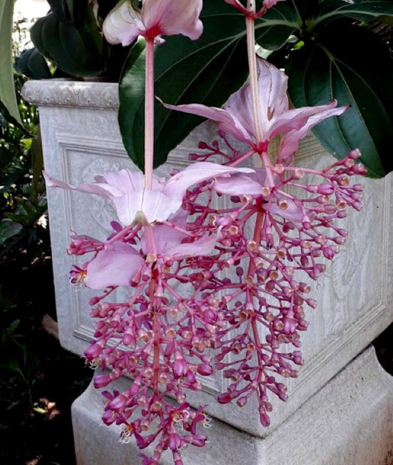 medinilla magnifica used in urban landscape design
