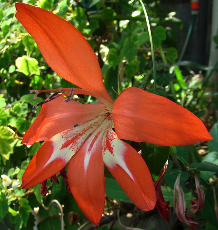 images/gladiolus_cruentus.jpg
