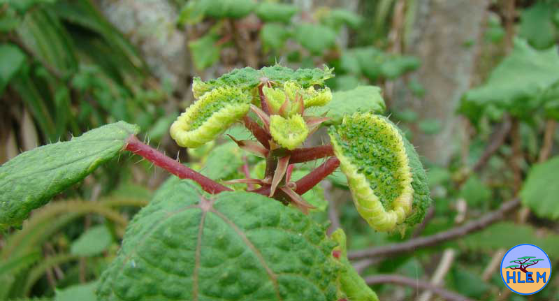 obetia tenax two years after having been poisoned with picloram