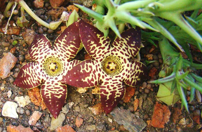 orbea longidens green roof durban