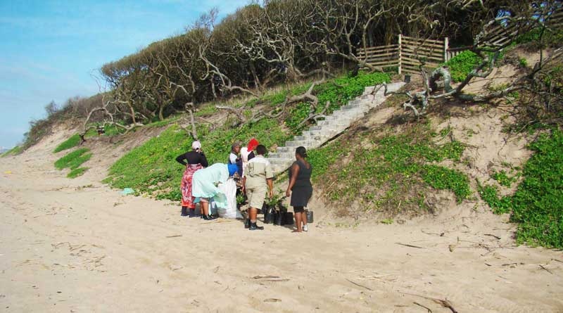 Dune rehabilitation on the Kwazulu-Natal coast at Umhlanga