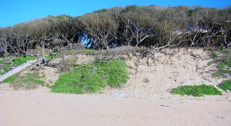 Dune rehabilitation on the Kwazulu-Natal coast at Umhlanga