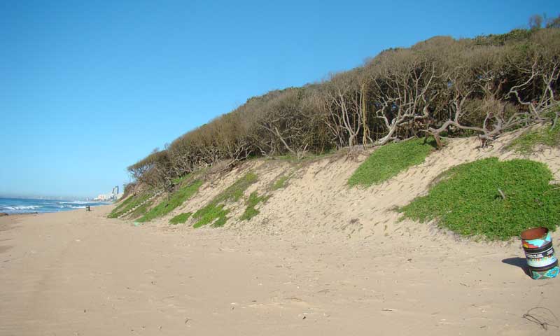 Dune rehabilitation on the Kwazulu-Natal coast at Umhlanga