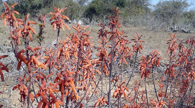 aloe parvibracteata flower Tembe Maputaland