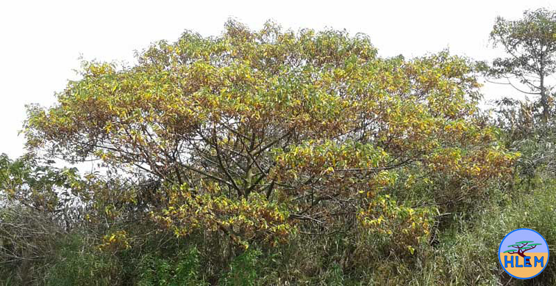 Trema orientalis that has been damaged and is about to die by the herbicide picloram north of Duban