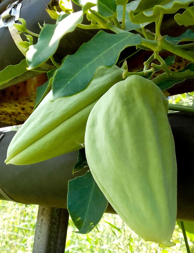 Flower of Kahili ginger Hedychium gardnerianum NEMBA cat 1 alien invasive weed control HLEM Hlengiwe Luthuli Enviromental management (pty) Ltd Durban KZN KwaZulu Natal South Africa