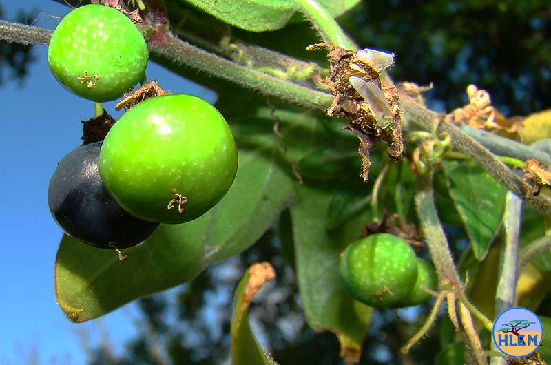 HLEM Devils pumpkin Passiflora suberosa unripe fruit  NEMBA category 1b alien invasive weed DUrban Kwazulu-Nata